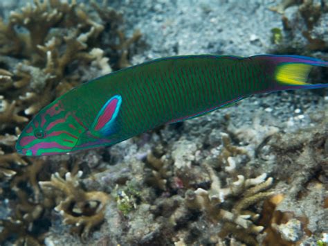 龍錦魚|Thalassoma lunare (Linnaeus, 1758) 